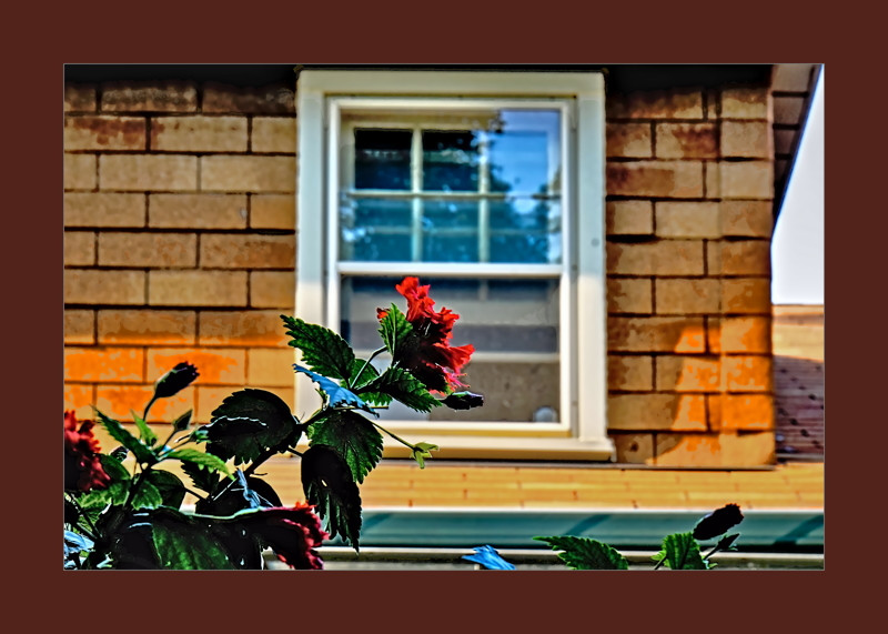 Peeping Hibiscus- 01